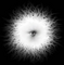 Dave