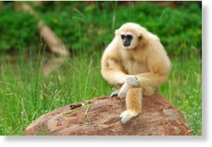 Click to enlarge Gibbon