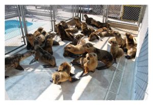 sea_lion_rehab.jpg