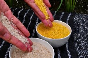 Golden_Rice_300x199.jpg