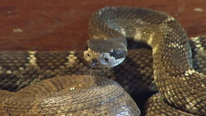 rattlesnake4.jpg