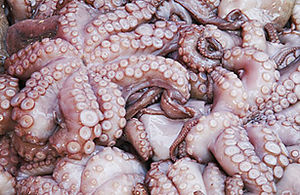 massive flippy octopus