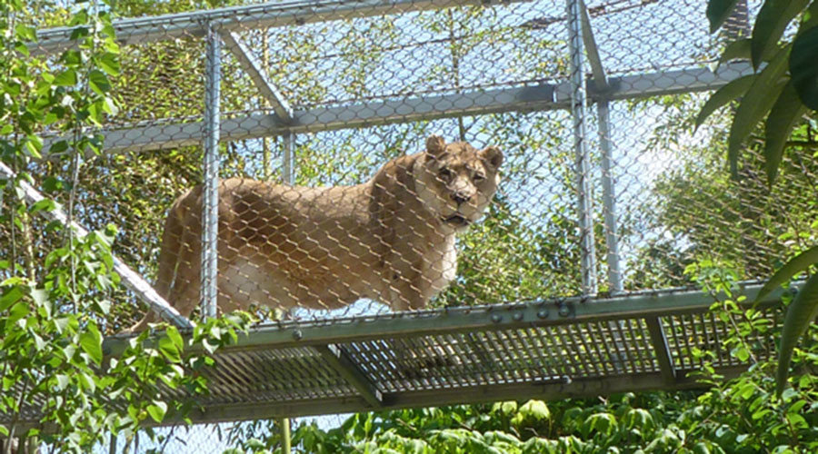 Philly zoo euthanizes 25yo lioness for being too old & inactive