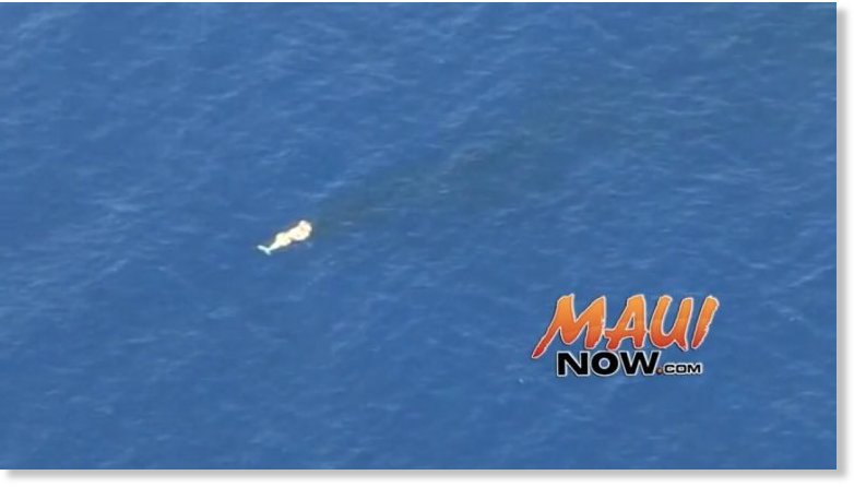 Humpback whale carcass found on shore of Maui, Hawaii; fifth such incident locally since November