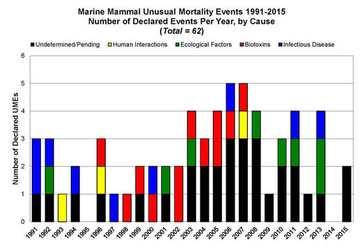 NOAA reports unusual mysterious spike in humpback whale deaths on