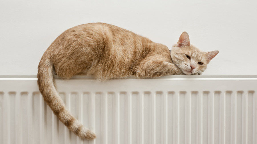 cat radiator