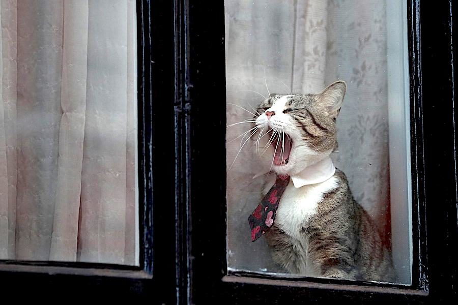 Assange cat