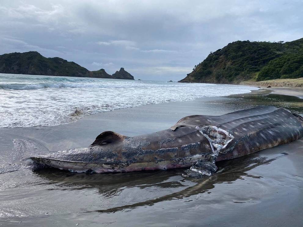 A dead whale shark spotted at Harataonga, on Great Barrier Island.