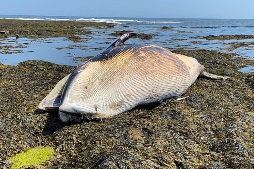 A second dead minke whale has washed up on a