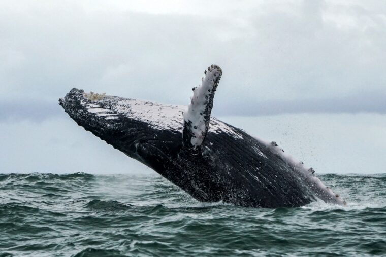 Michael Packard got caught in the mouth of a humpback whale for 30-40 seconds before escaping (Photo Miguel Medina/AFP via Getty Images)