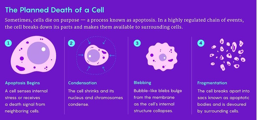 apoptosis cell death stages diagram