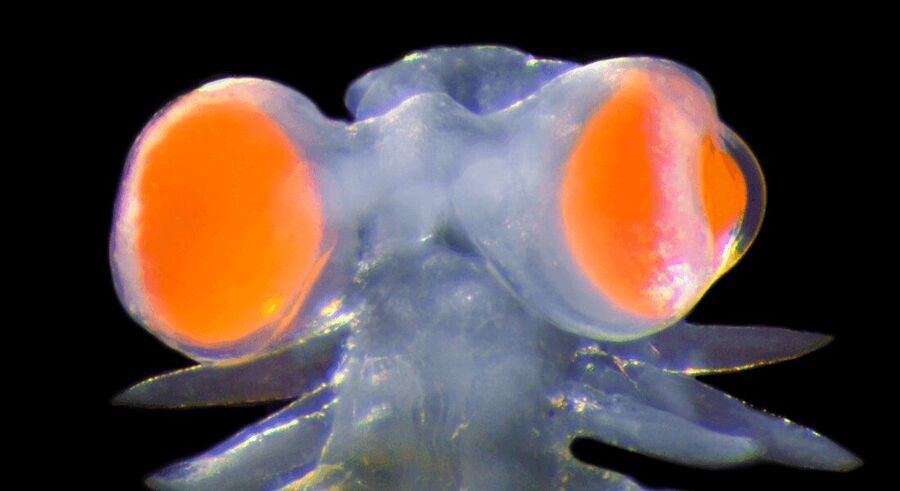 Seaworm Vanadis big eyes