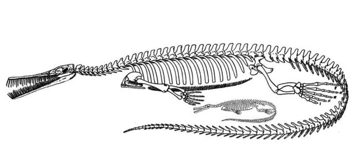 pregnant dinosaur fossil