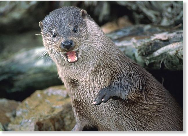 Woman recovering after 'vicious' OTTER attack in West Yellowstone ...