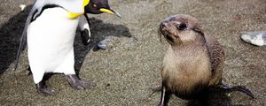 More strange animal behavior: Seals caught raping penguins in the