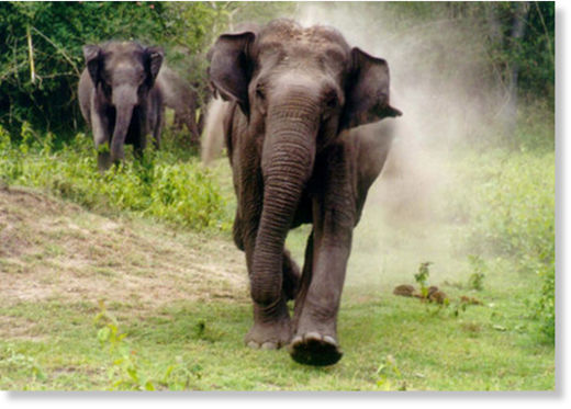 Herd of 6 elephants storms village and kills one person in Bangladesh