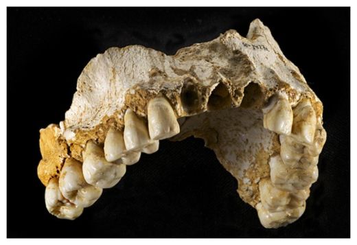 Neanderthal teeth suggest sexual division of labor -- Secret History ...