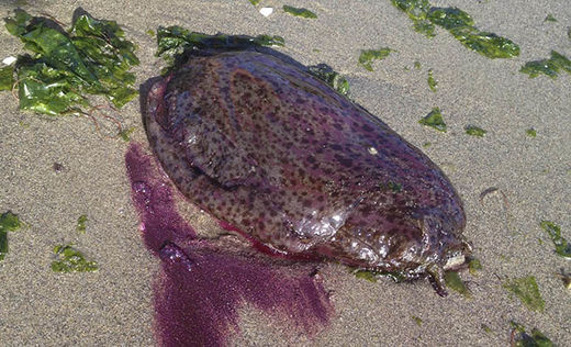 Unusual numbers of purple sea hares wash ashore near San Francisco ...