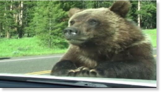 Hiker killed by grizzly bear in Yellowstone; body found partially eaten ...