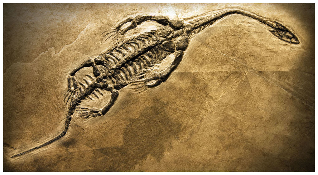 fully fossilized dinosaur