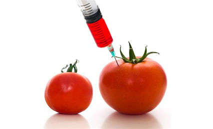 Oh, great! GMO tomatoes are making a comeback -- Health & Wellness ...