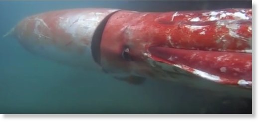 Giant squid filmed in marina in Japan -- Earth Changes -- Sott.net