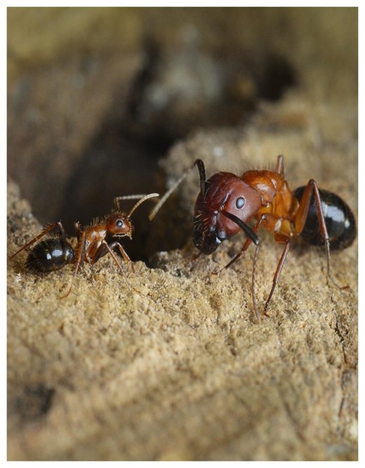 Carpenter ants social behavior reprogrammed using epigenetic drugs ...