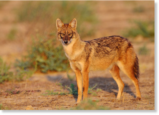 Jackals attack at least 150 people over 3 months in Kashmir, India ...