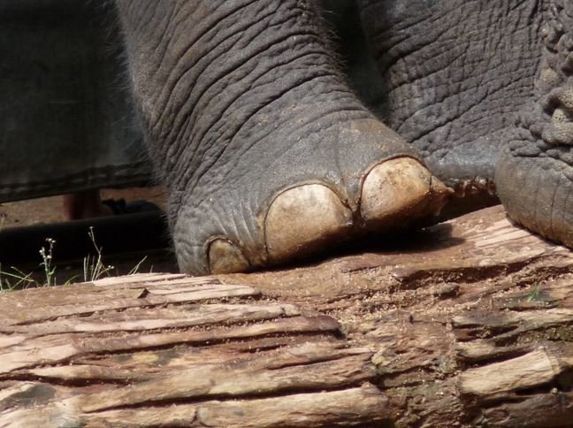 twinkle toes elephant