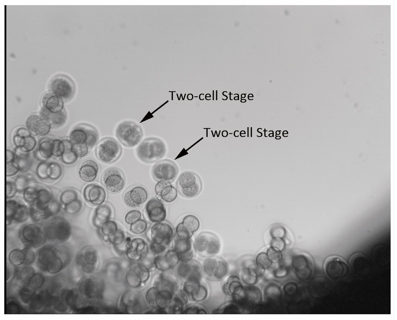 One step closer to colonization? Researchers grow embryos in space ...