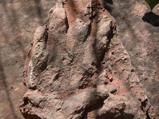 dinosaur tracks tumbler ridge