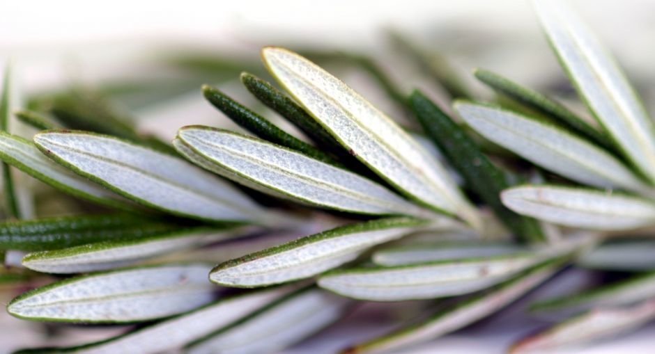 Science confirms wisdom of the ancients 'Rosemary is for remembrance