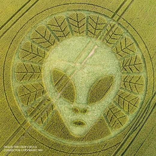 Alien Faced Crop Circle Appears In Surrey UK High Strangeness   5 