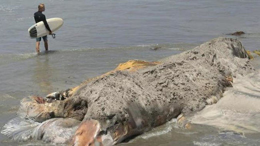 Decomposing 22-ton whale washes up onshore again on Southern California ...