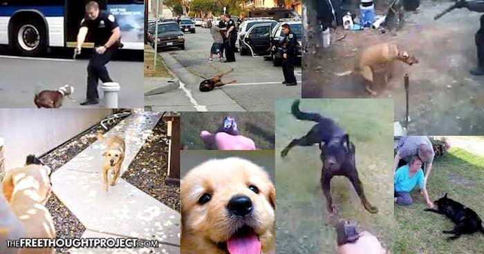 Epidemic of police shooting dogs is proof programmed cops shoot to kill