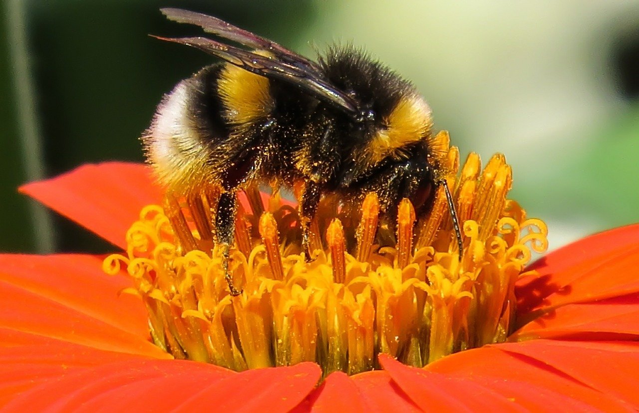 New Research Shows Bumblebees Possess Emotional States That Influence 