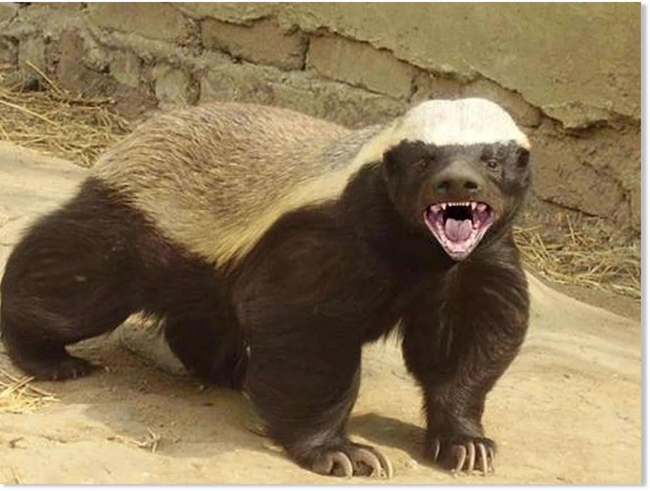 Rabid Honey Badger Attacks Couple In South Africa Earth Changes 