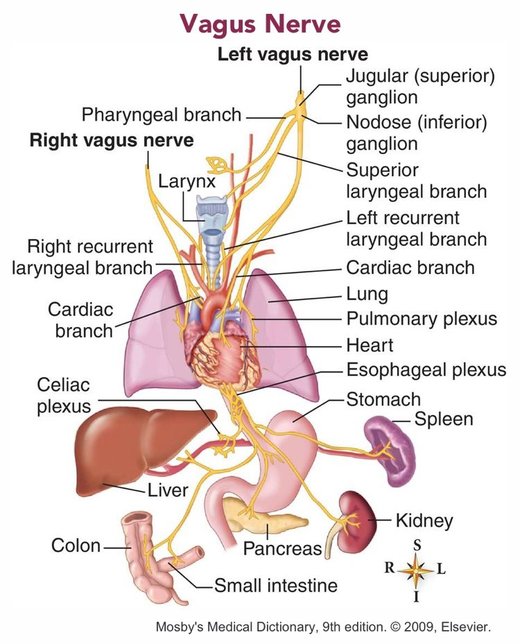 The vagus nerve and how it impacts health, mood and performance
