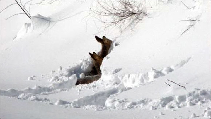Deer in deep snow
