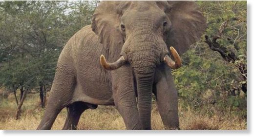 Woman killed by elephant at Kruger National Park, South Africa -- Earth