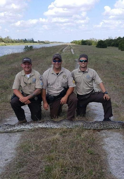 Florida Python hunter Bales Najera Del Los Santos Burmese python