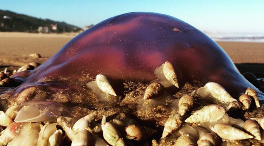 Circle of life Sea snails feast on the carcasses of dead blue