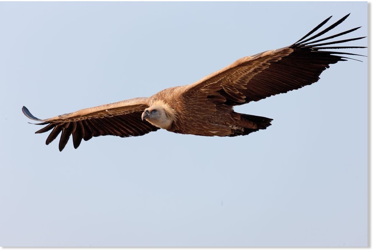 European Vulture Survival A Long Hard Fight To Ban Bird Killer