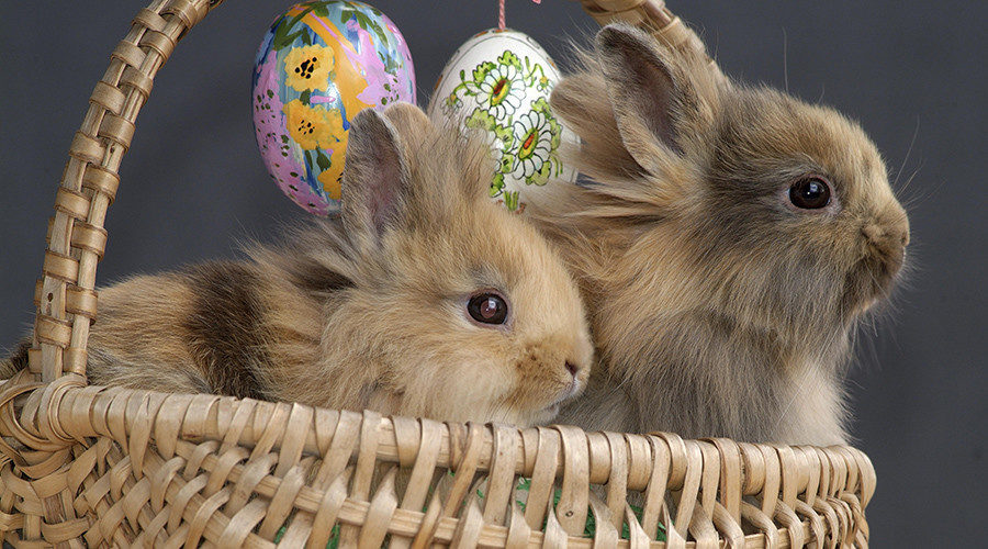 Easter Bunny is real: Foster parents lose children after refusing to ...