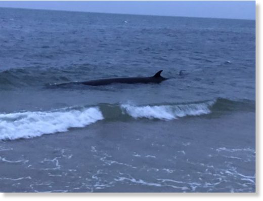 Dead minke whale found on beach in Harwich, Massachusetts -- Earth ...