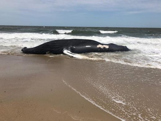 Dead humpback whale found at Rehoboth Beach, Delaware; fifth in 10 ...