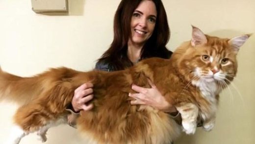 World's longest cat? Omar the Maine Coon may beat Guinness World record ...