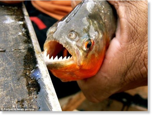 Dozens of bathers savaged in a wave of horrific piranha attacks near ...