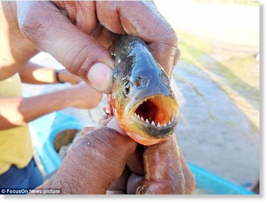 Dozens of bathers savaged in a wave of horrific piranha attacks near ...