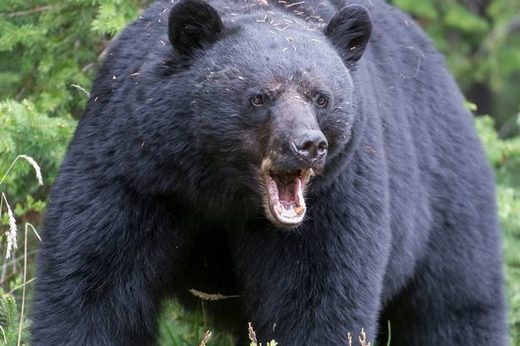 Black bear attacks man at Glacier View Ranch, Colorado -- Earth Changes ...